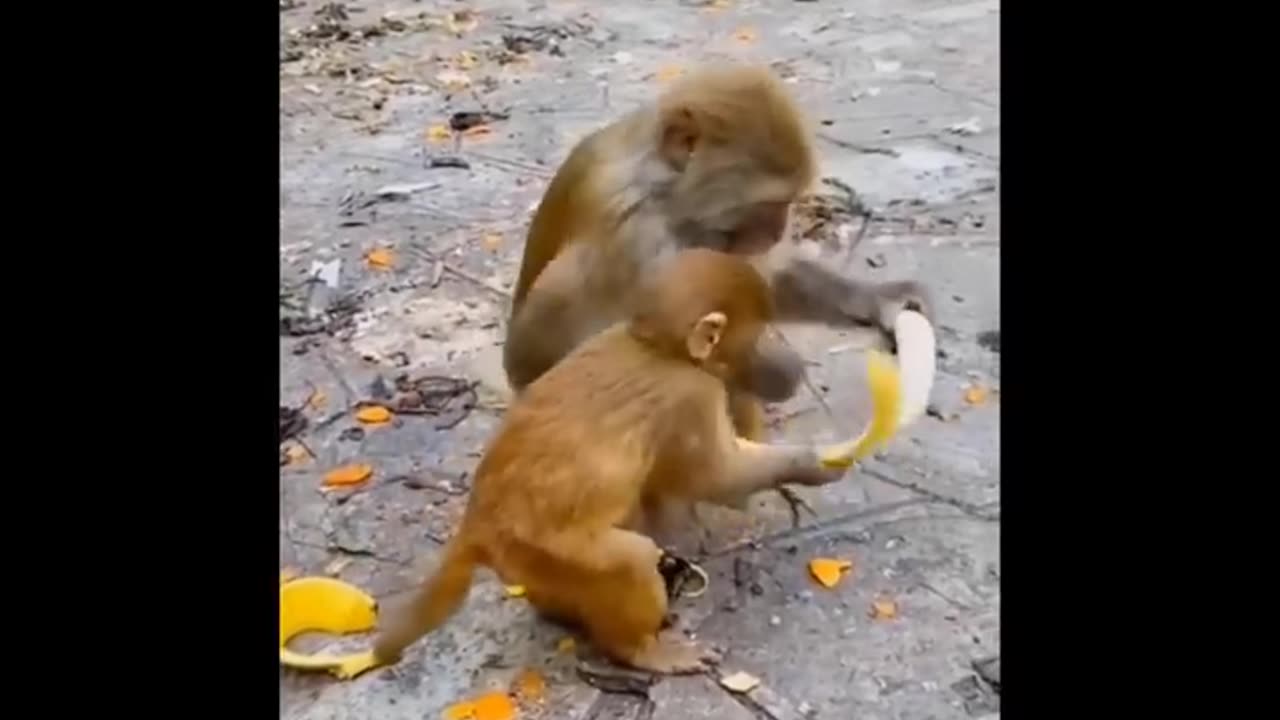 Cute baby animals Videos Compilation cute moment of the animal