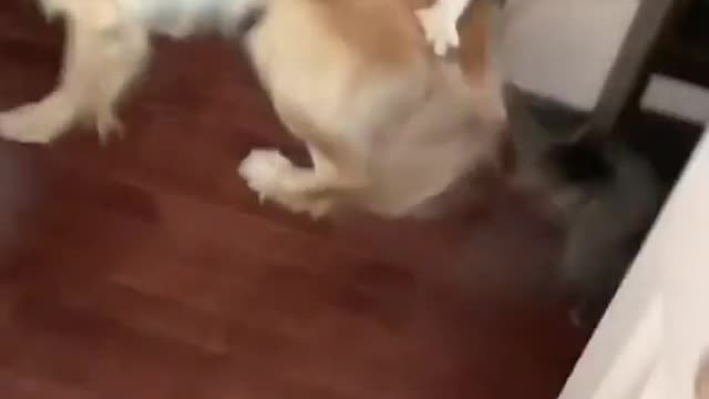 fight between 1 dog and 2 cats