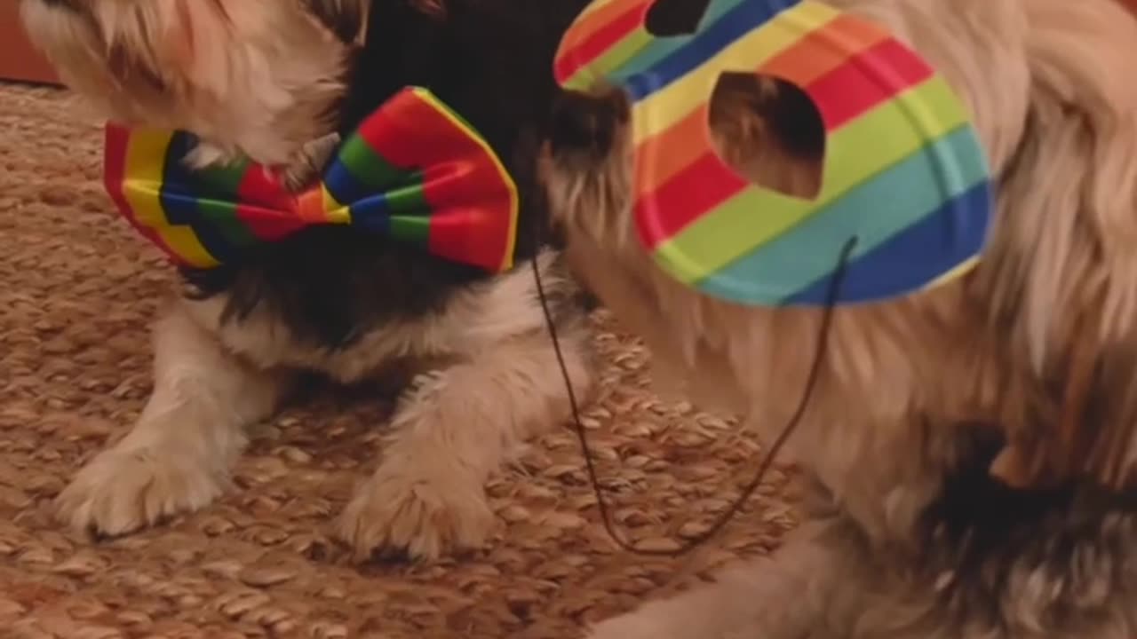 super cute dogs