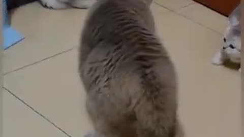 Cute funny cats