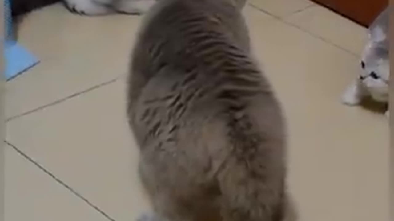 Cute funny cats