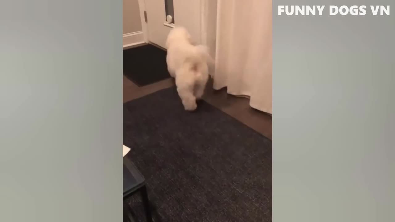 Funny Cats&Dogs compilation