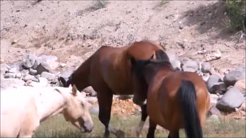 ~Blond Yoga Pant Of Horselips Canyon~