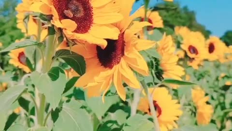 Beautyful sunflowers in the morning