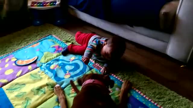 Boxer and baby play together