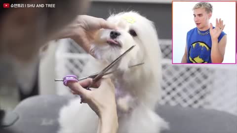 Hairdresser reacts to cute dog haircuts