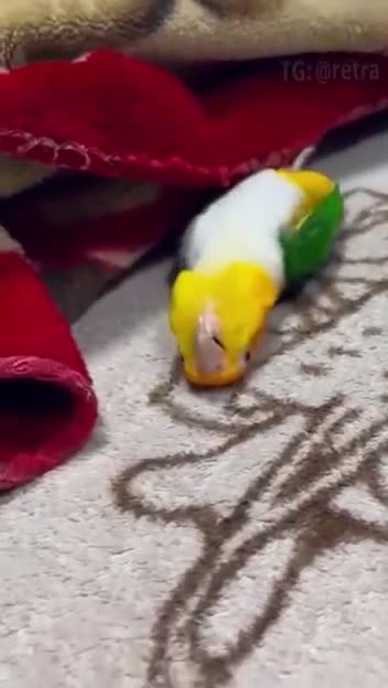 another hilarious bird