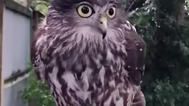 Owl cute