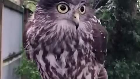 Owl cute