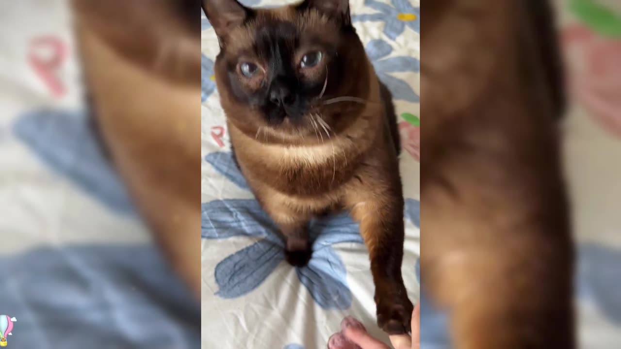 Kitten showcases new skill: handshake