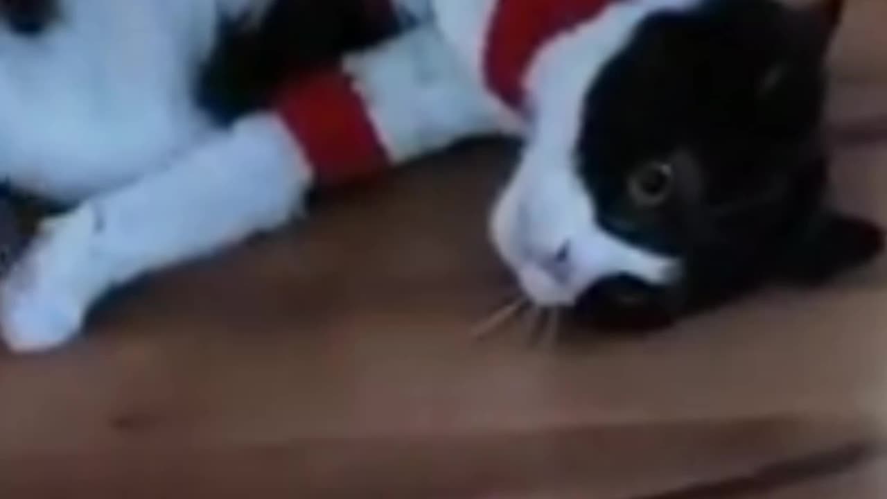 Funny animals๐ถ๐๐๐