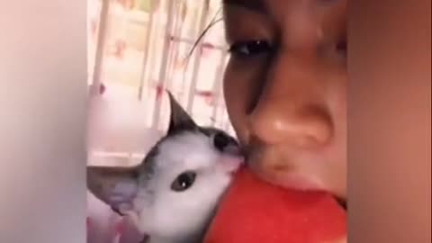 Kitten & Owner Eats Watermelon Together