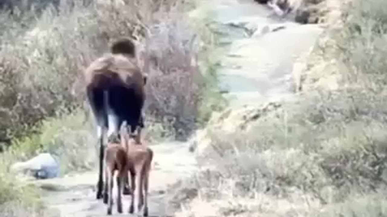 Moose save her baby.