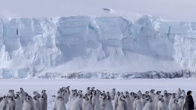 🇦🇶 Cape Washington Emperor Penguin Colony.