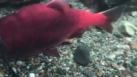 Autumn is in the air and under water …