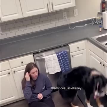 Service Dog jumps on the counter to save her owner!