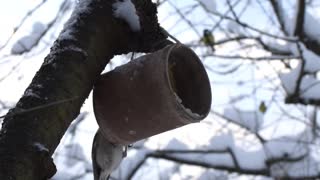 Birds are eating from bird feeder during winter