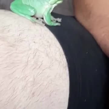 Pet Frog just not happy!!! WATCH OUT!!!