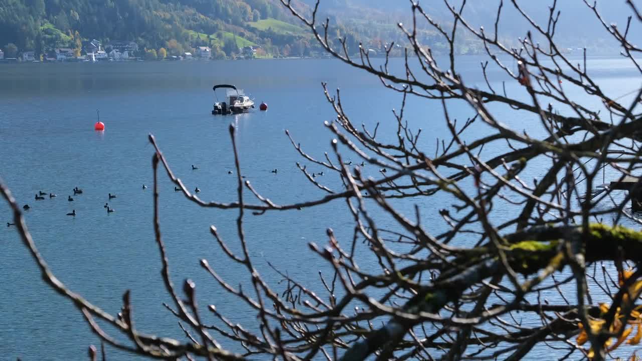 Lake Boat Birds Water Tree Branches Coot Sun