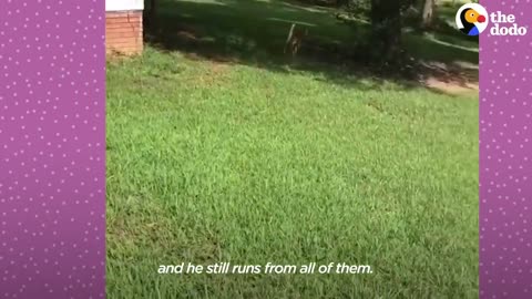 Fawn Comes To Lady's Door Every Morning | The Dodo Little But Fierce