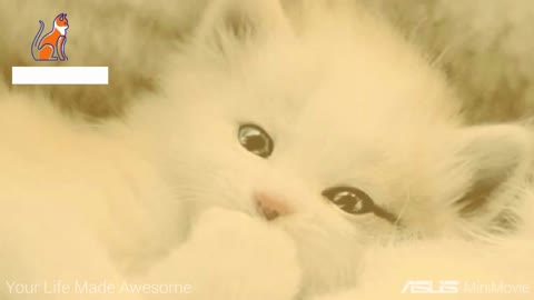 Cute And Funny Cats Video by ( P For Pats )