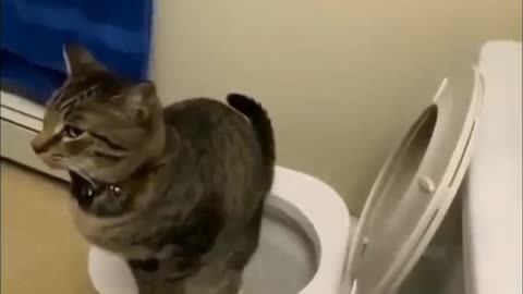 Funny cat in toilet video 2023