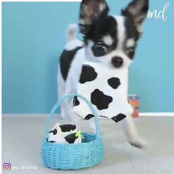 Lovely dogs love you