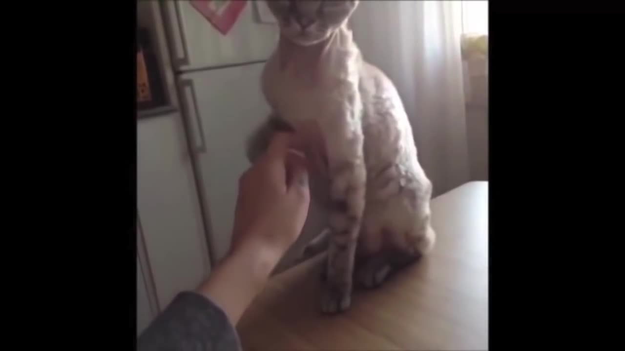 FUNNY ANIMALS COMPILATIONS, DONT LAUGH PROMISE ME