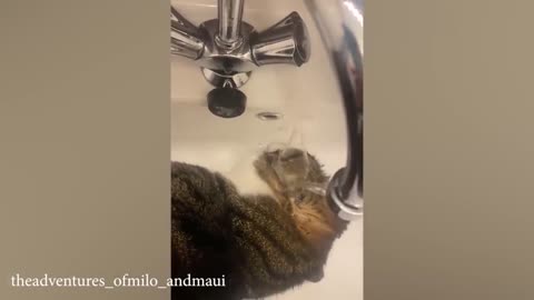 funny cat video