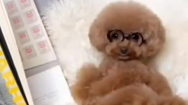 🐕 Cute & Smart Dogs Video 2021