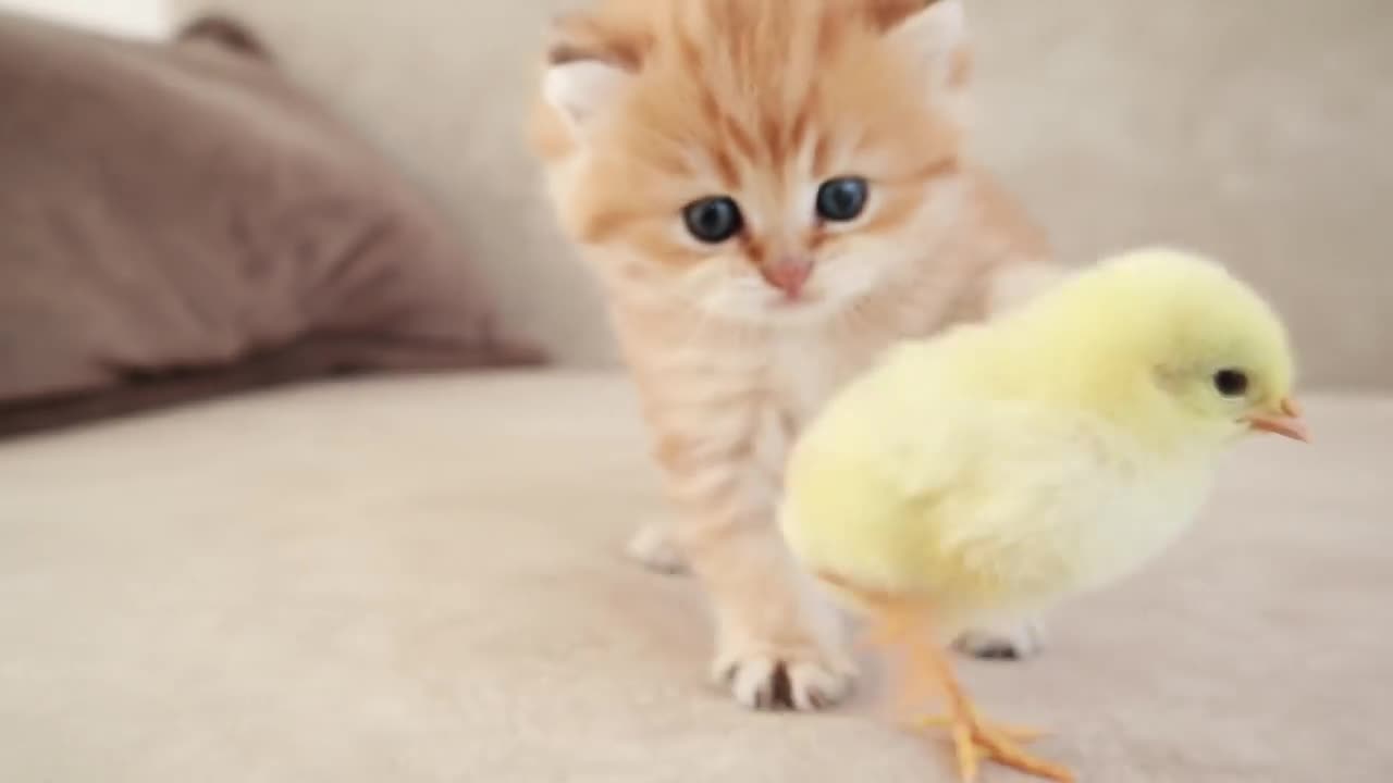 The meeting of a kitten and a chick