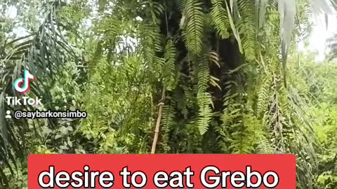 Desire to eat Grebo soup