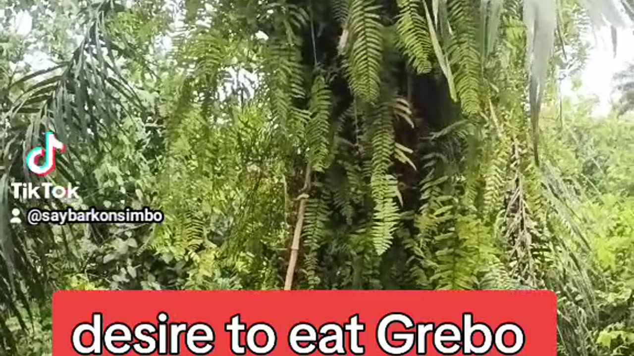 Desire to eat Grebo soup