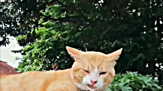 cats compilation