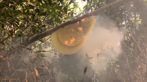 Million Dollars Skill! Brave Millionaire Harvesting Honey Beehive by Hands