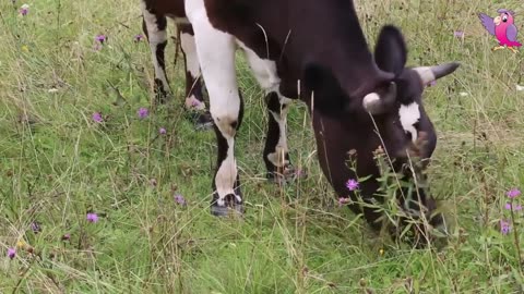 COW VIDEO 🐮🐄 COWS MOOING AND GRAZING IN A FIELD 🐄🐮