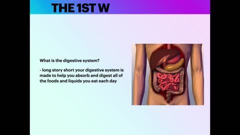 The digestive system (Anatomy review )