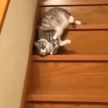 Kitten Goes "Night Night" All The Way Down The Stairs