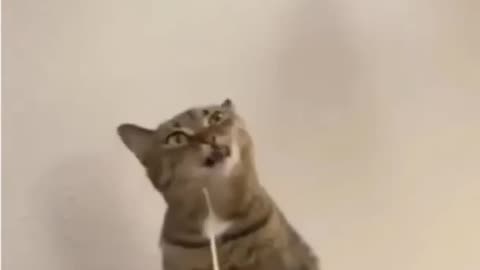 🤣🤣 Funny Animals Video....