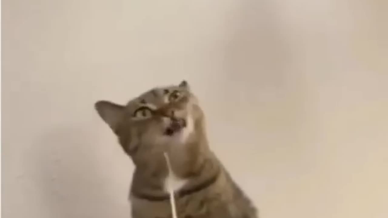 🤣🤣 Funny Animals Video....