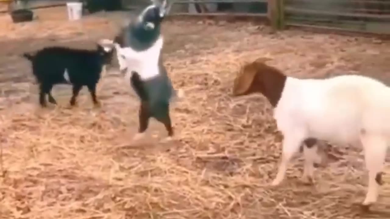 Comedy funny animals