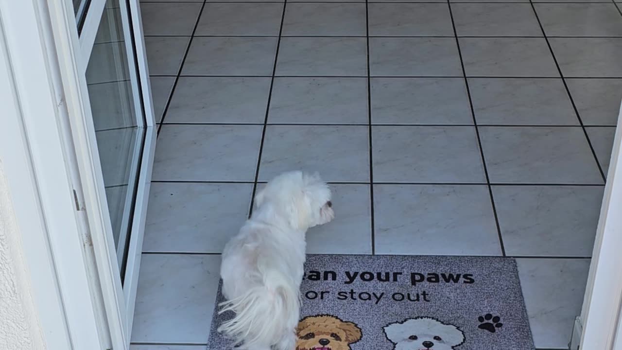 Little Dog Wipes His Paws Before Going Inside