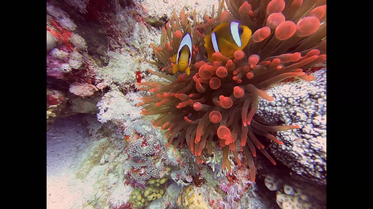 Diving in the Red Sea