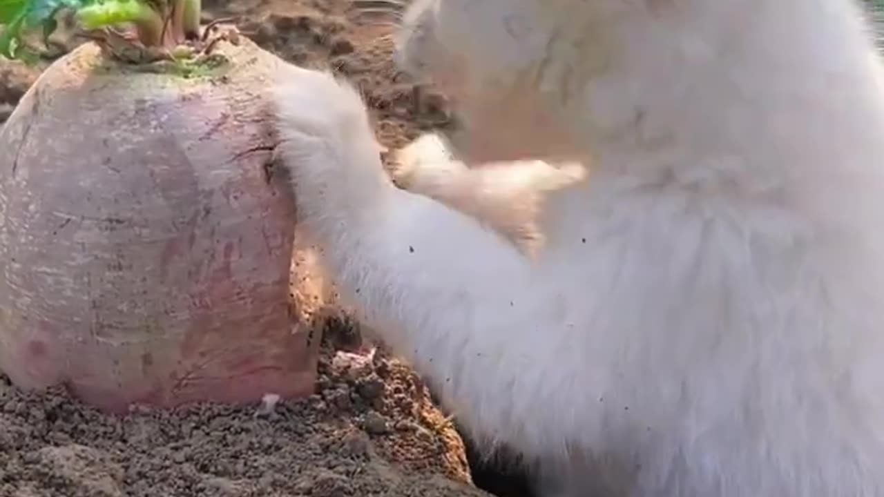 Cute puppy eating - follow me