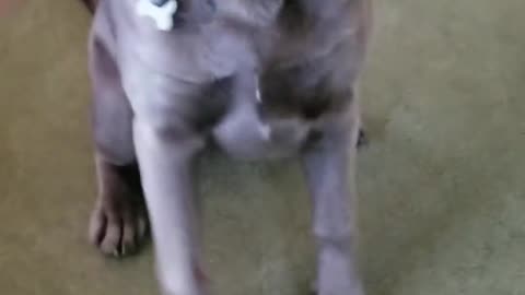 How to direct and redirect your puppy