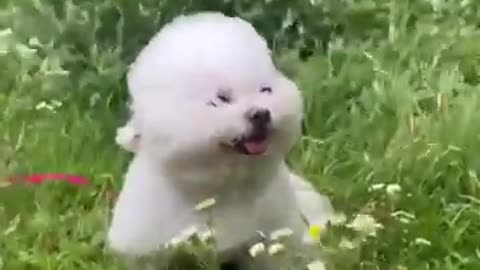 Enjoy The Weekend #shorts #viral #shortsvideo #video