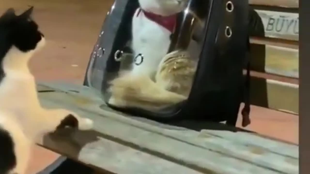 Amazing Funny Cats Trending Clips😍