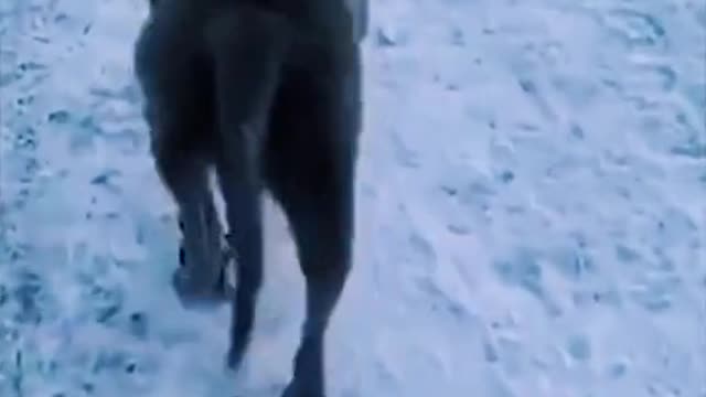very cute dog