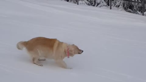 Golden Retriever Does Side Body Sliding While Going Downhill in Snow