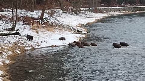 30.12.2022r. Rodzinka dzików 🐗🐗🐗 przepływa Dunajec z Polski na Słowację. Pieniński Park Narodowy